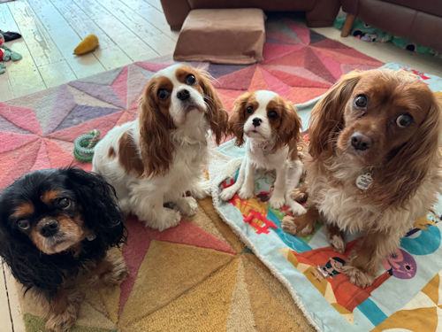 Rosie2_Lily_Myrtle_Daisy - 2025_10_29.jpg